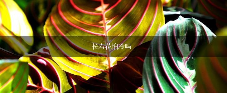 长寿花怕冷吗,第1张
