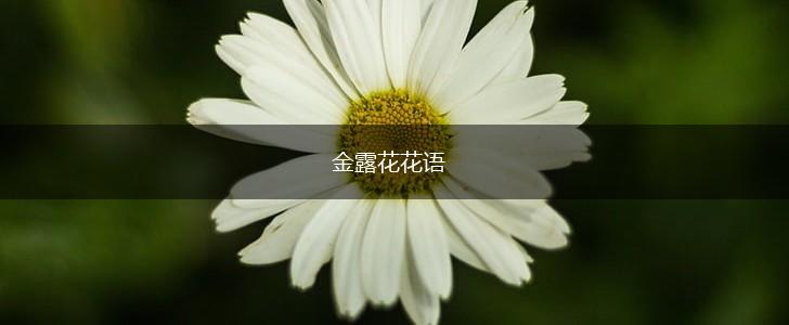 金露花花语,第1张