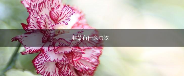 韭菜有什么功效,第1张