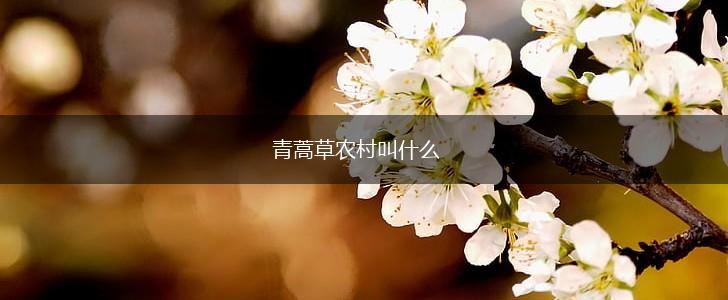 青蒿草农村叫什么,第1张
