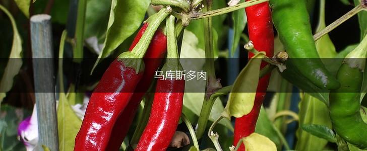 马库斯多肉,第1张