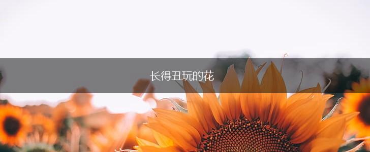 长得丑玩的花,第1张