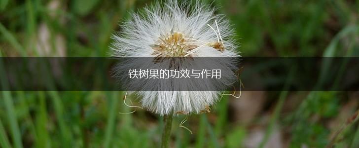 铁树果的功效与作用,第1张