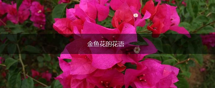 金鱼花的花语,第1张