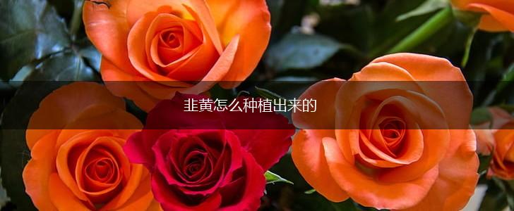 韭黄怎么种植出来的,第1张