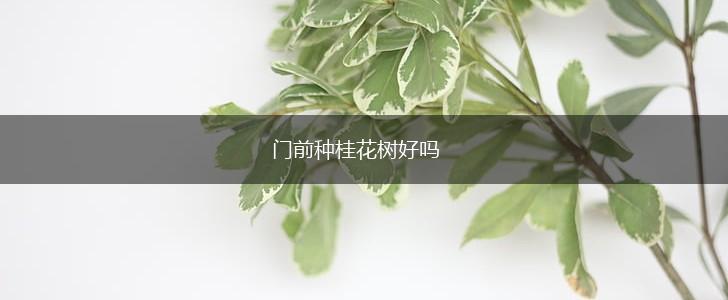 门前种桂花树好吗,第1张
