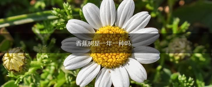 香蕉树是一年一种吗,第1张