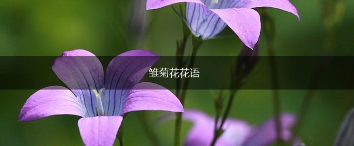 雏菊花花语,第1张