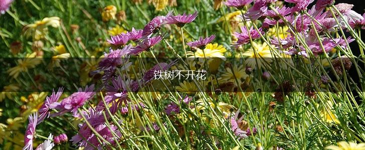 铁树不开花,第1张