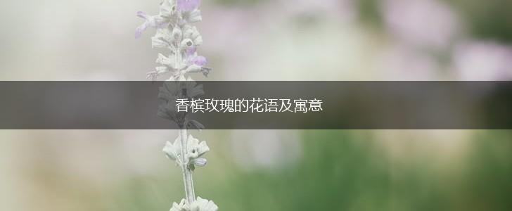 香槟玫瑰的花语及寓意,第1张