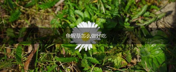 鱼腥草怎么做好吃,第1张