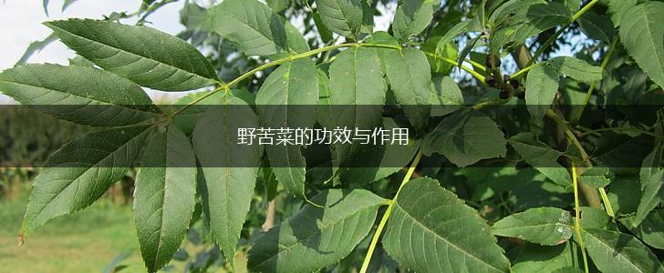 野苦菜的功效与作用,第1张