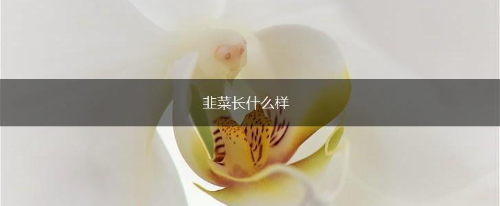 韭菜长什么样,第1张
