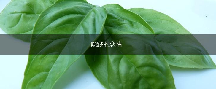 隐藏的恋情,第1张