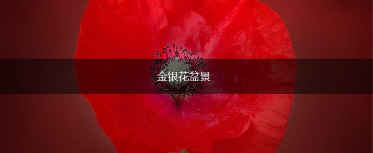 金银花盆景,第1张