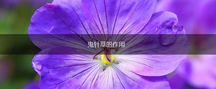 鬼针草的作用,第1张