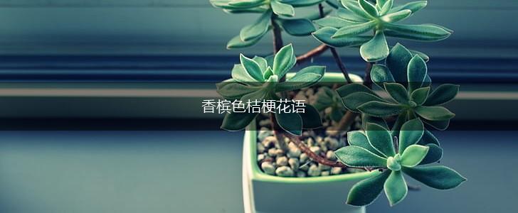 香槟色桔梗花语,第1张