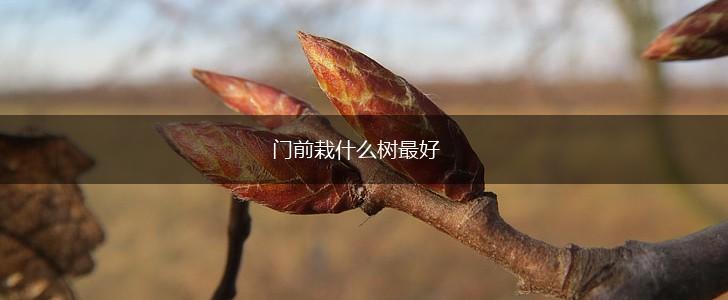 门前栽什么树最好,第1张