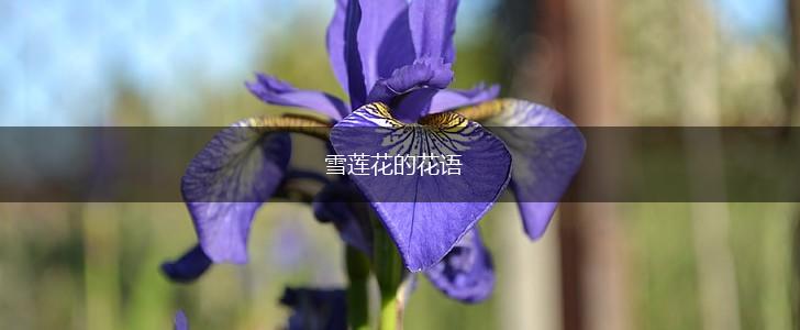 雪莲花的花语,第1张