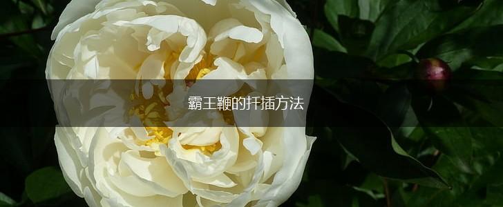 霸王鞭的扦插方法,第1张