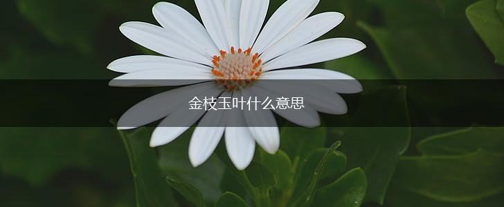 金枝玉叶什么意思,第1张