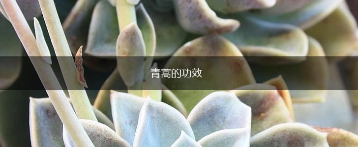 青蒿的功效,第1张