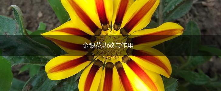 金银花功效与作用,第1张