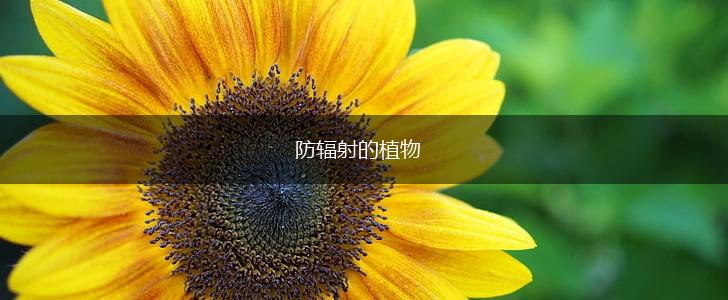 防辐射的植物,第1张