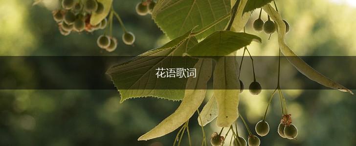 花语歌词,第1张