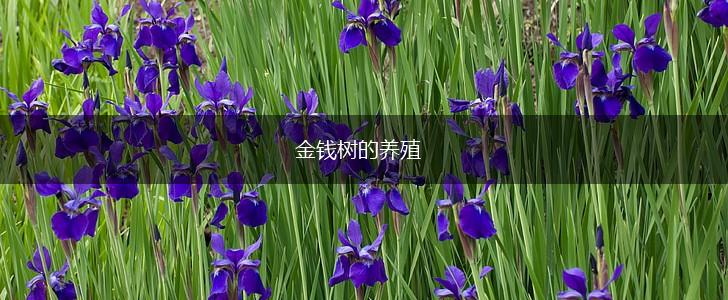 金钱树的养殖,第1张