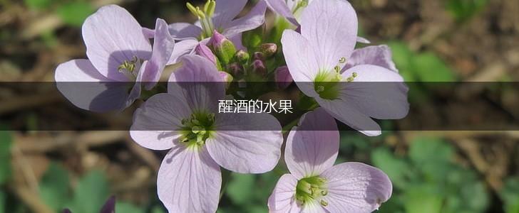 醒酒的水果,第1张