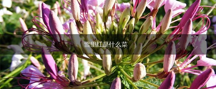 雪里红是什么菜,第1张