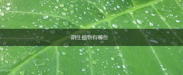 阴生植物有哪些,第1张