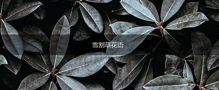 雪割草花语,第1张