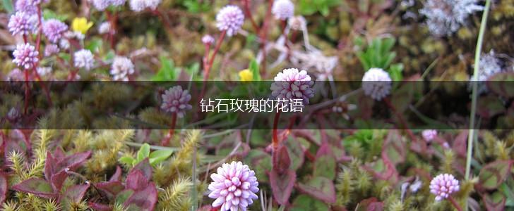 钻石玫瑰的花语,第1张