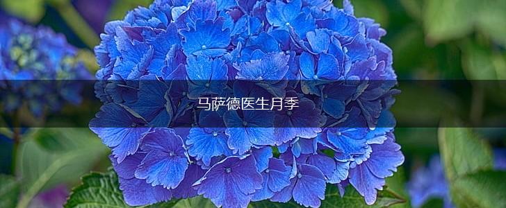 马萨德医生月季,第1张