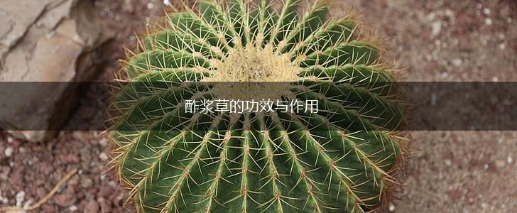 酢浆草的功效与作用,第1张