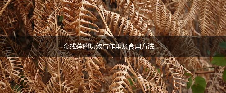 金线莲的功效与作用及食用方法,第1张