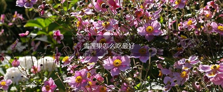 雪莲果怎么吃最好,第1张