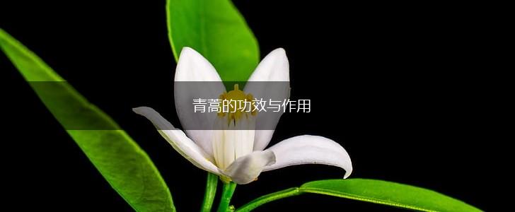 青蒿的功效与作用,第1张