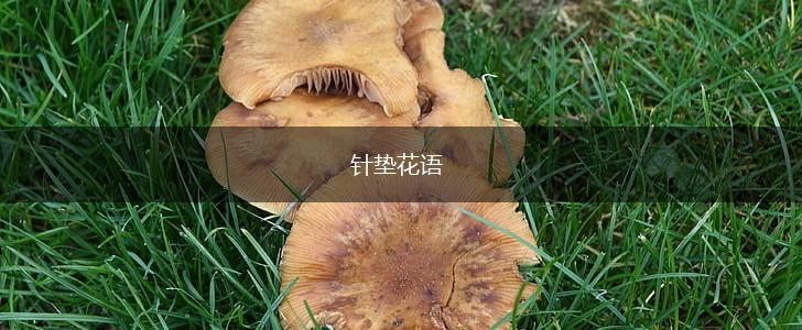 针垫花语,第1张