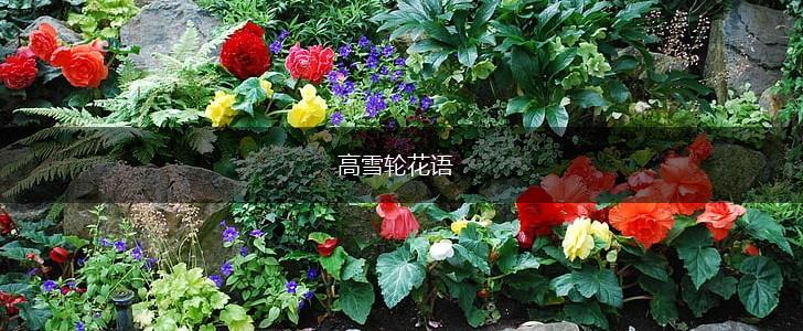 高雪轮花语,第1张