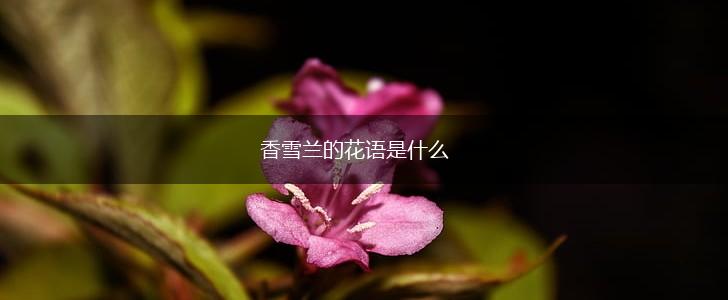 香雪兰的花语是什么,第1张