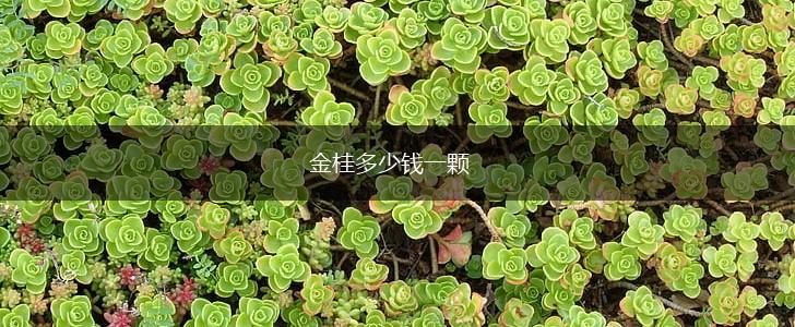 金桂多少钱一颗,第1张