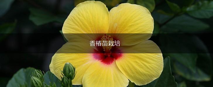 香椿苗栽培,第1张