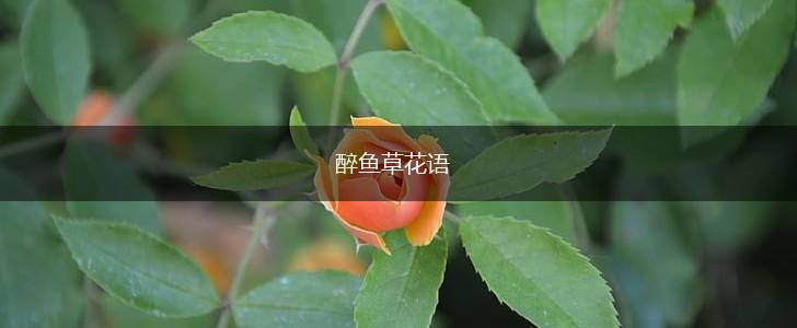 醉鱼草花语,第1张 醉鱼草花语,第1张