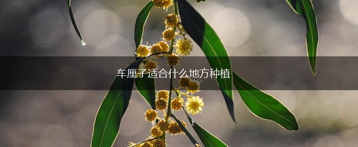 车厘子适合什么地方种植,第1张 车厘子适合什么地方种植,第1张