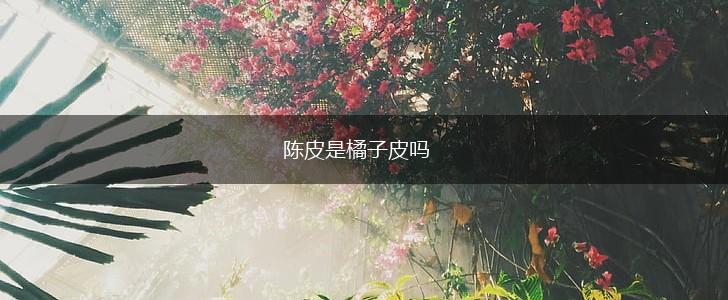 陈皮是橘子皮吗,第1张