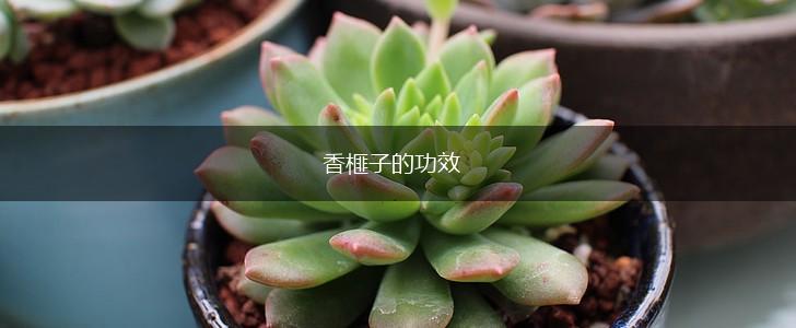 香榧子的功效,第1张