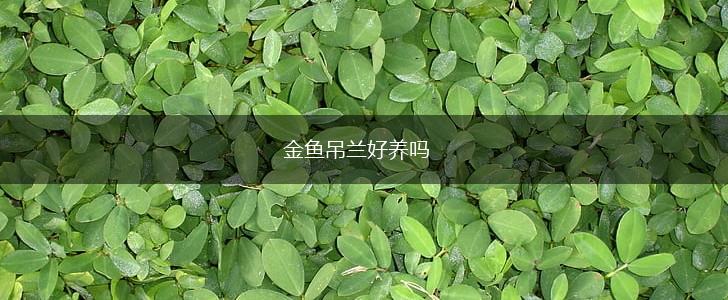 金鱼吊兰好养吗,第1张